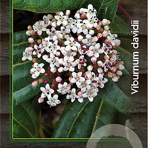 Viburnum davidii 30-40 cm 2,0L