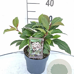 Viburnum davidii 30-40 cm 2,0L