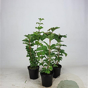 Viburnum opulus 40-60 cm 2,5L