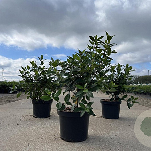 Viburnum tinus 30-40 cm 3,0L