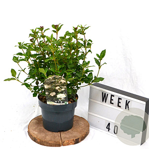 Viburnum tinus 40-60 cm 3,0L