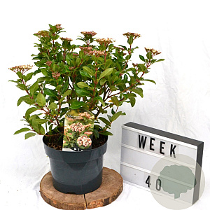 Viburnum tin. 'Eve Price' 40-50 cm 5,0L