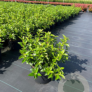 Viburnum tin. 'Eve Price' 40-50 cm 5,0L