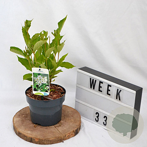 Weigela 'Bristol Snowflake' 30-40 cm 2,0L