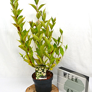 Weigela 'Bristol Snowflake' 40-60 cm 3,0L