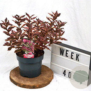 Weigela florida All Summer Monet 40-60 cm 3,0L