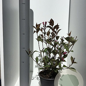 Weigela florida 'Victoria' 30-40 cm 2,0L