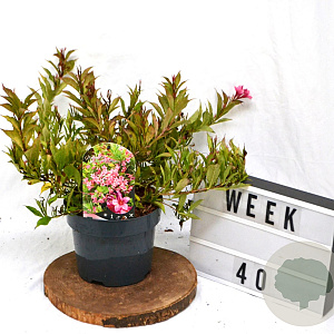 Weigela Picobella Rosa 40-60 cm 3,0L