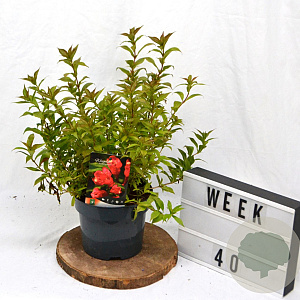 Weigela Picobella Rosso 40-60 cm 3,0L