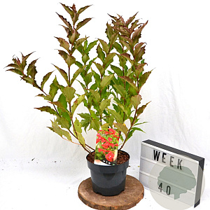 Weigela 'Red Prince' 40-60 cm 3,0L