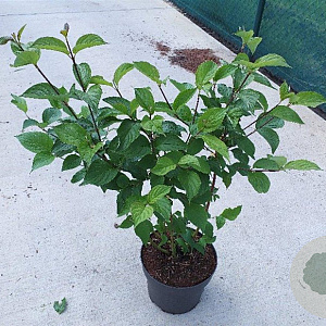 Cornus alba 'Sibirica' 60-80 cm 10L