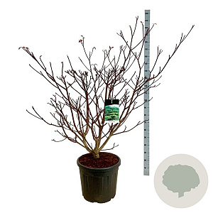 Cornus controversa 'Pagoda' 125-150 cm cont. 55L extra