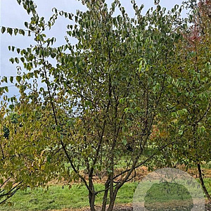 Cornus kousa 200-250 cm draadkluit meerstammig