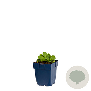 Arabis caucas. 'Rosea' GM  P11