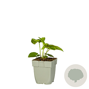 Brunnera macr. 'Betty Bowring' GM  P11