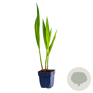 Crocosmia 'Red King' GM  P11