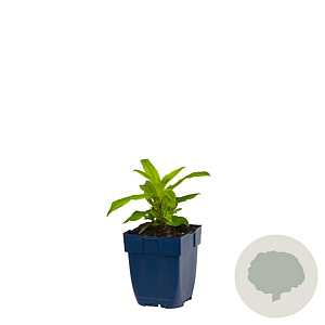 Dianthus barbatus GM  P11