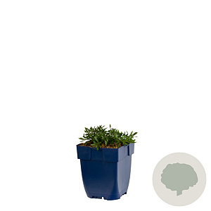 Dianthus delt. 'Splendens' GM  P11