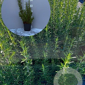 Rosmarinus officinalis GM 2,0L