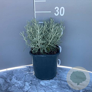 Santolina chamaecyparissus GM 2,0L