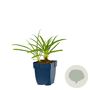 Agapanthus africanus GM  P11