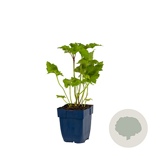 Anemone hyb. 'Königin Charlotte' GM  P11