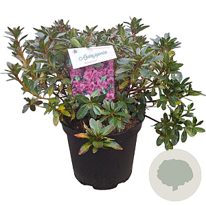 Azalea (J) 'Konigstein' 40-50 cm 10L