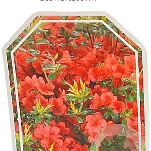 Azalea (J) 'Stewartstown' 70-80 cm 40L