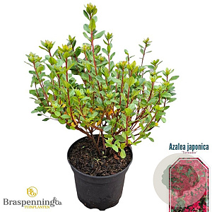 Azalea (J) 'Toreador' 20-25 cm 2,0L