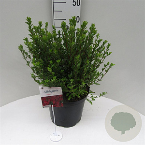 Azalea (J) 'Toreador' 40-50 cm 10L