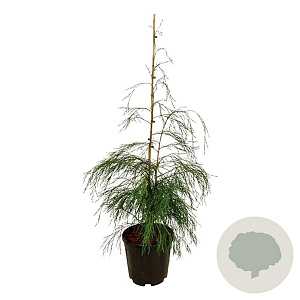 Chamaecyparis l. 'Drooping Solo' 100-125 cm 15L