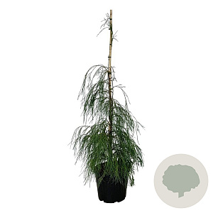 Chamaecyparis l. 'Drooping Solo' 125-150 cm 30L extra