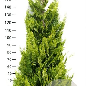 Chamaecyparis l. 'Ivonne' 160-180 cm met kluit extra