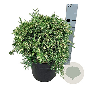 Chamaecyparis l. 'Pearly Swirls' 30-40 cm 6,5L