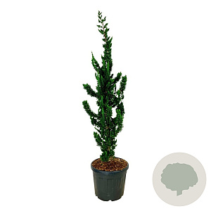 Chamaecyparis l. 'Wissel's Saguaro' 170-200 cm cont. 55L extra