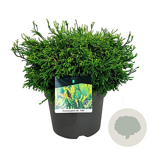 Chamaecyparis o. 'Gitte' 30-40 cm 6,5L