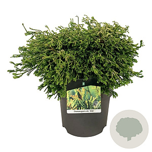 Chamaecyparis o. 'Gitte' 40-50 cm P26