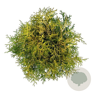 Chamaecyparis o. 'Kamarachiba' 40-50 cm 6L