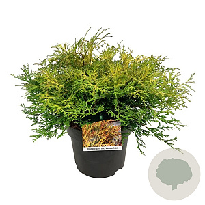 Chamaecyparis o. 'Kamarachiba' 40-50 cm 6L