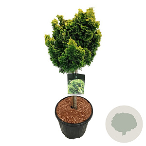 Chamaecyparis o. 'Nana Aurea' 50 cm stam 15L