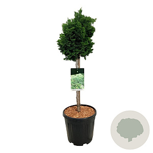 Chamaecyparis o. 'Nana Gracilis' 50 cm stam 15L