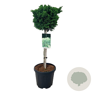 Chamaecyparis o. 'Nana Gracilis' 60 cm stam 15L