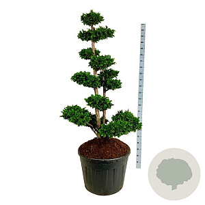 Chamaecyparis p. 'Teddy Bear' 150-175 cm cont. 130L bonsai
