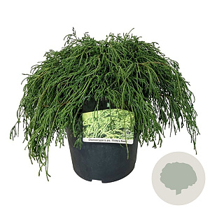 Chamaecyparis p. 'Filifera Nana' 40-50 cm 6L