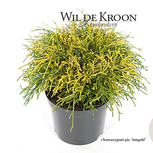 Chamaecyparis p. 'Sungold' 20-25 cm 2,0L