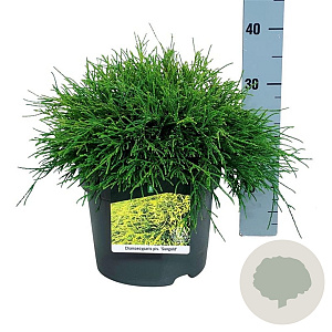 Chamaecyparis p. 'Sungold' 30-40 cm 6,5L
