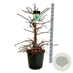 Hydrangea petiolaris 100-125 cm 30L