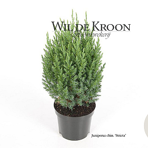 Juniperus chin. 'Stricta' 25-30 cm 2,0L