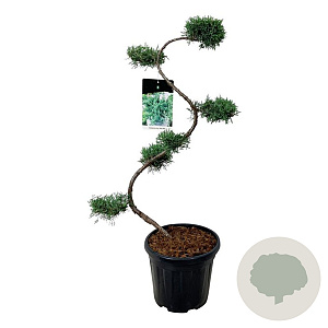 Juniperus virg. 'Grey Owl' 80 cm 15L bonsai