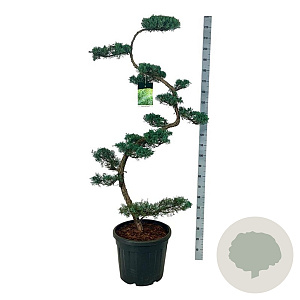 Juniperus virg. 'Grey Owl' 175 cm op cont. 55L bonsai